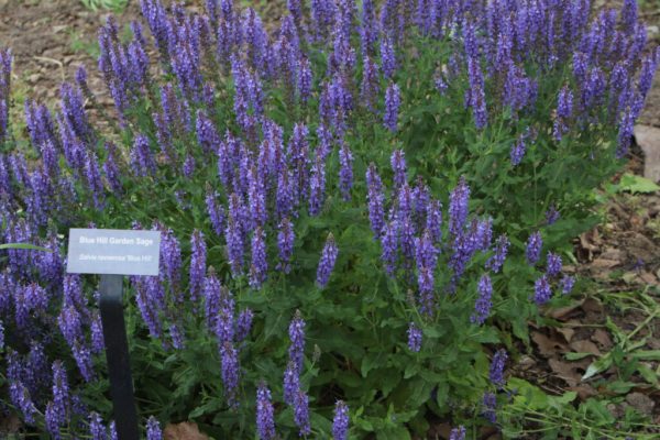 Blue Hill Salvia