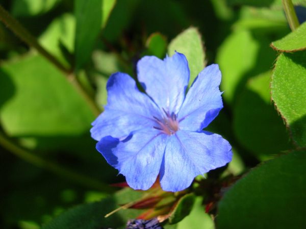 Blue Plumbago