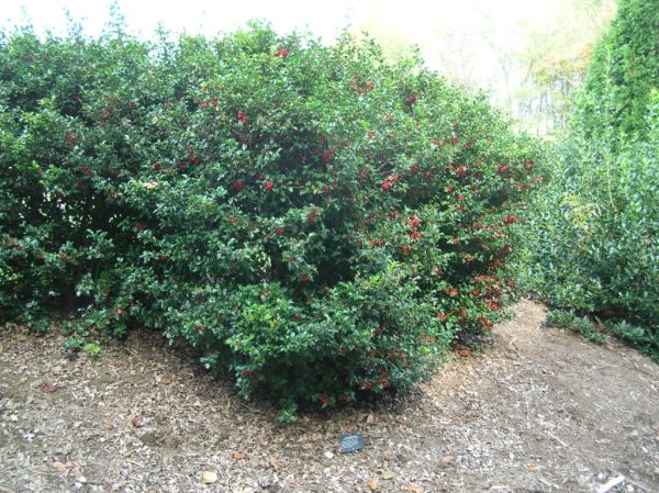 Blue Princess Meserve Holly