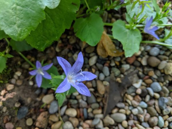 Blue Waterfall Bellflower