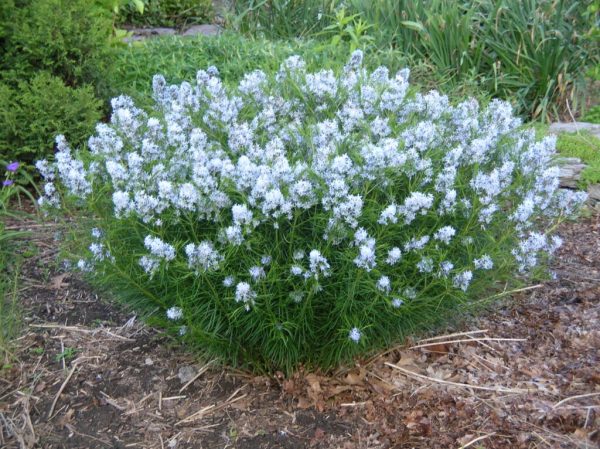 Bluestar