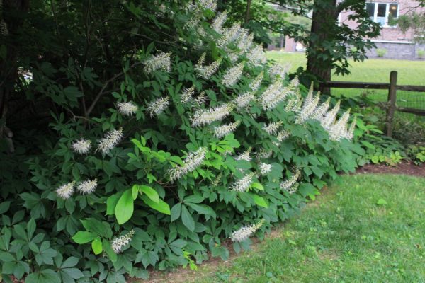 Bottlebrush Buckeye