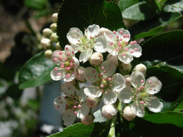 Brilliant Red Chokeberry