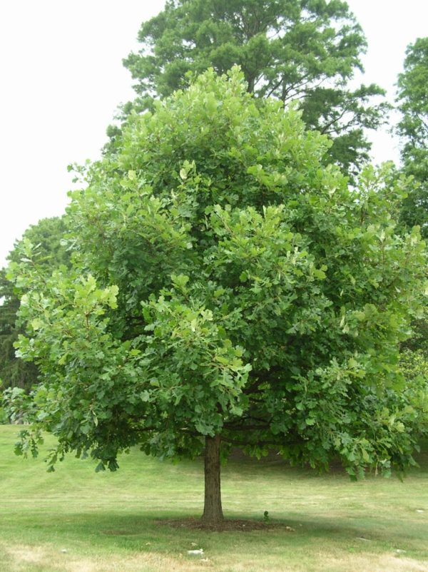 Bur Oak