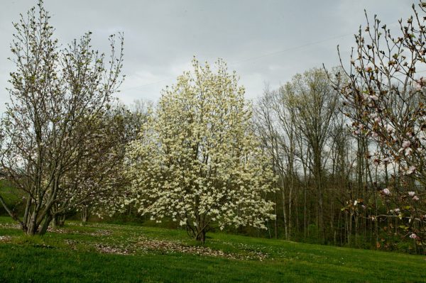 Butterflies Magnolia