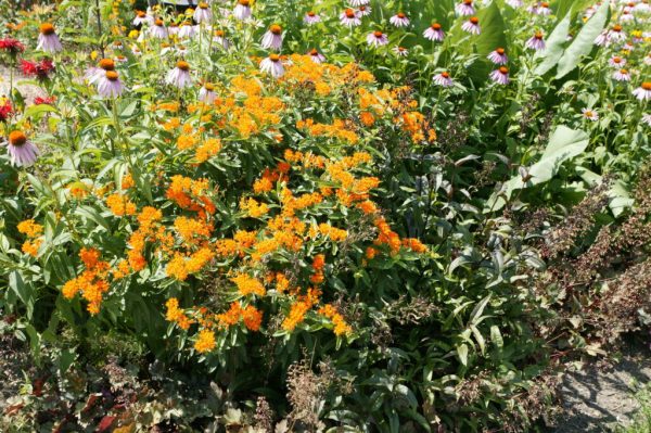 Butterflyweed