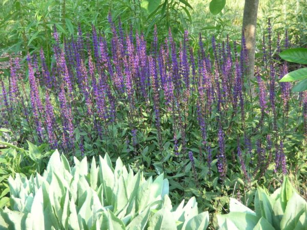 Caradonna Salvia