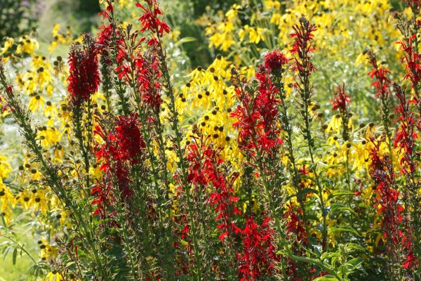 Cardinal Flower