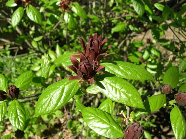 Carolina Allspice