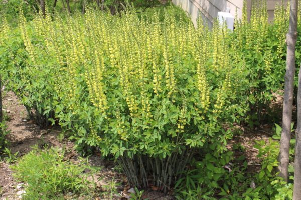 Carolina Moonlight False Indigo