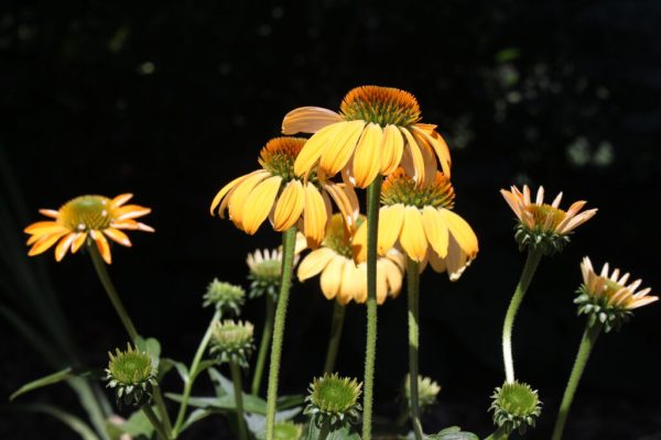 Cheyenne Spirit Coneflower