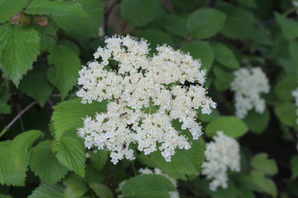 Chicago Lustre Arrowwood Viburnum