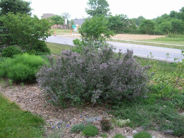 Chinese Lilac