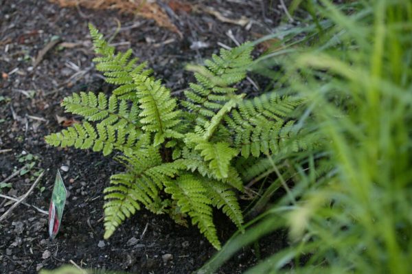 Christmas Fern