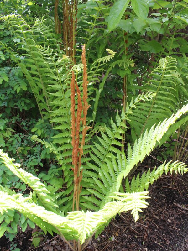 Cinnamon Fern
