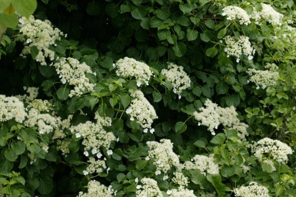 Climbing Hydrangea