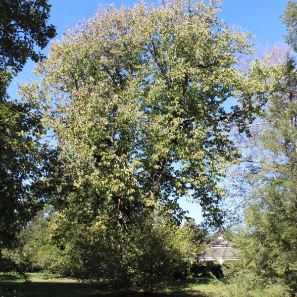 Cucumber Magnolia