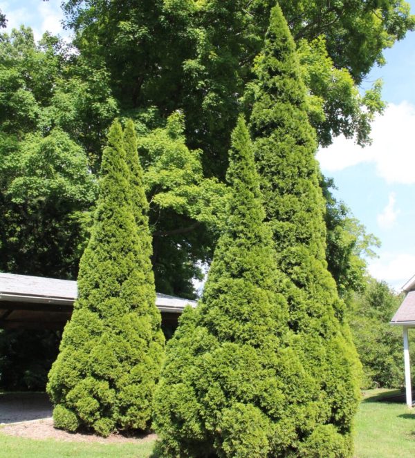 Degroot’s Spire Arborvitae