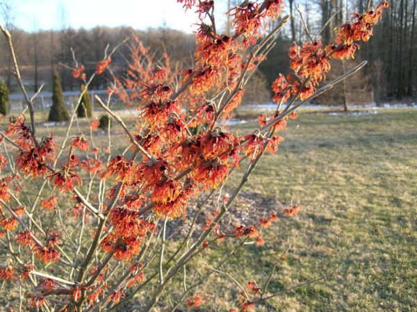 Diane Witchhazel