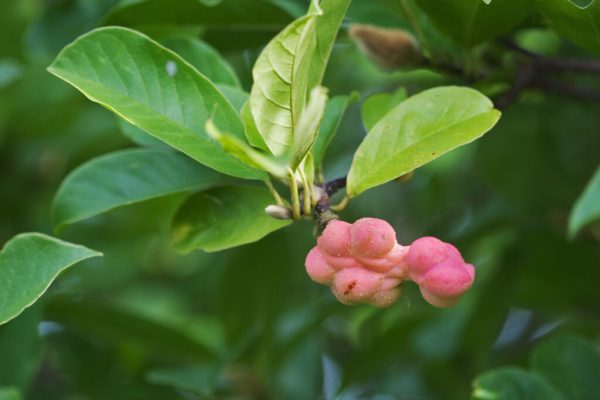 Dr. Merril Magnolia