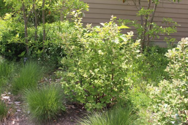 Dwarf Fothergilla