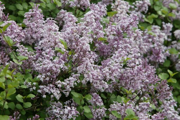 Dwarf Korean Lilac