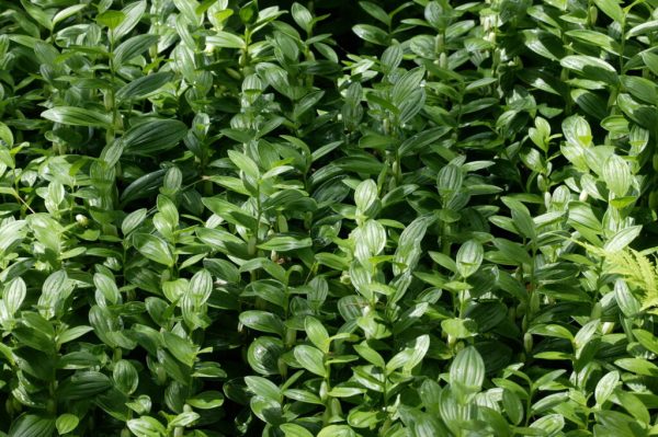 Dwarf Solomon’s Seal