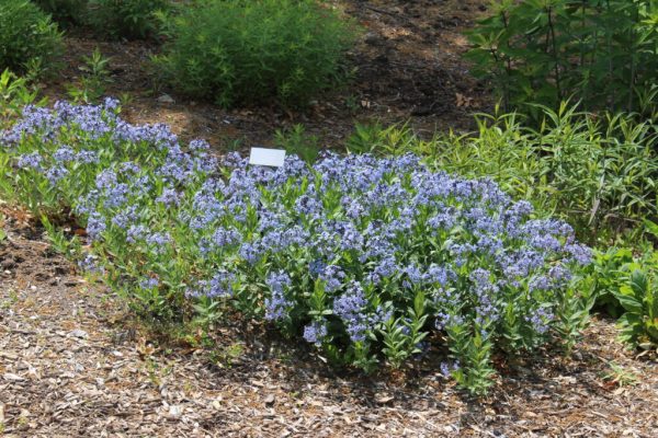 Eastern Bluestar