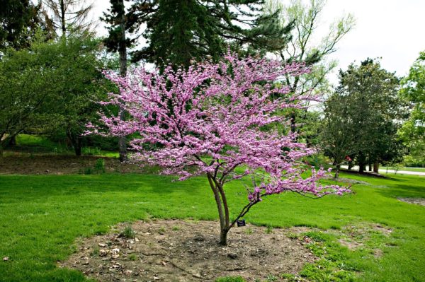 Eastern Redbud