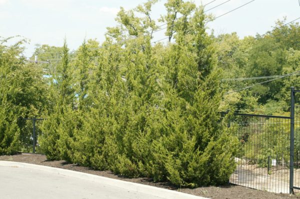 Eastern Redcedar