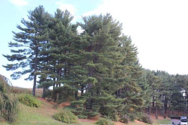 Eastern White Pine