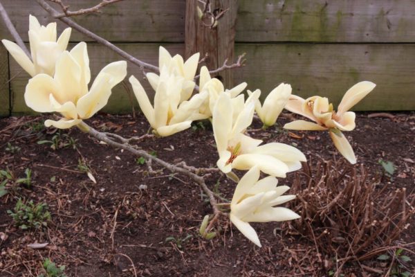 Elizabeth Magnolia