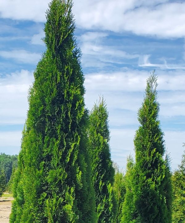 Emerald Arborvitae