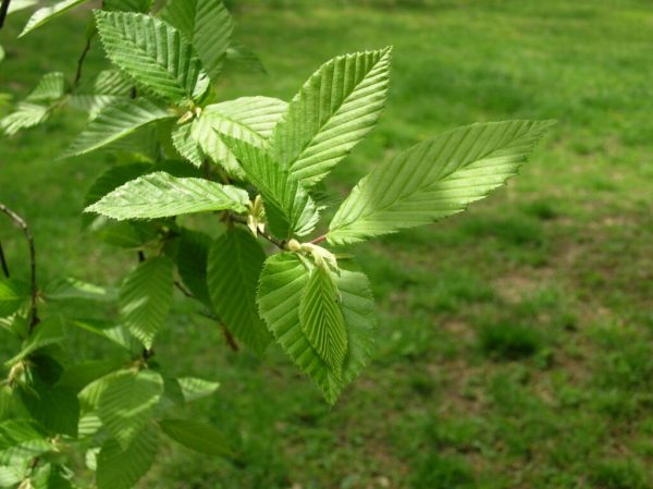 European Hornbeam