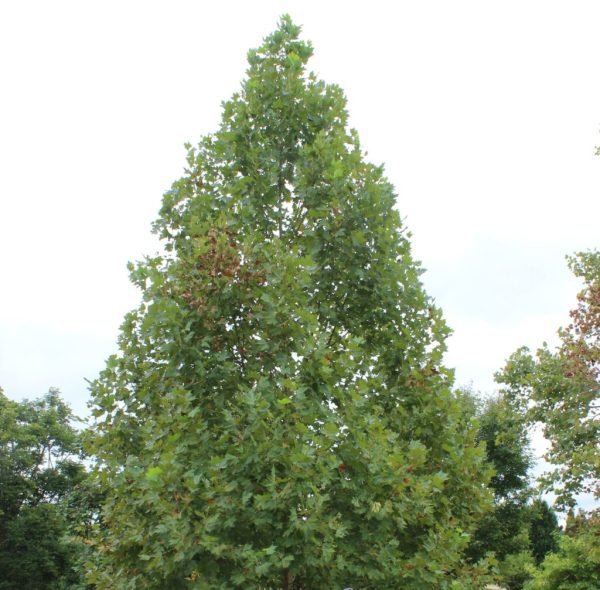 Exclamation Planetree