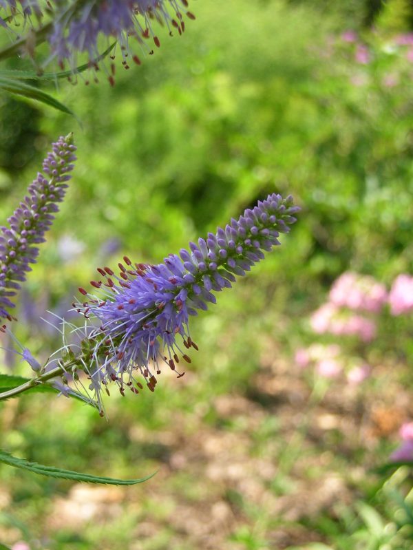 Fascination Culver’s Root