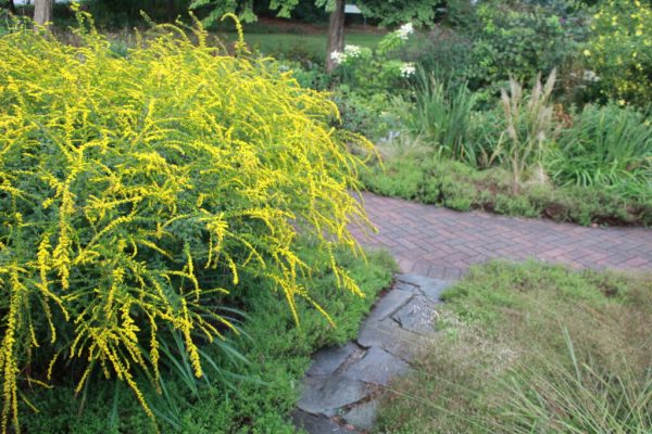 Fireworks Goldenrod