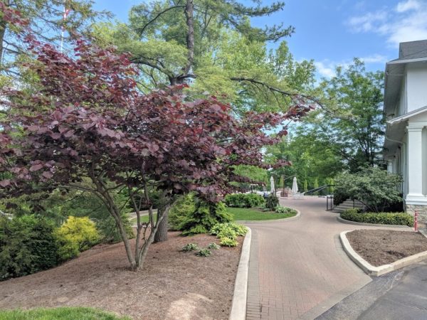 Forest Pansy Redbud