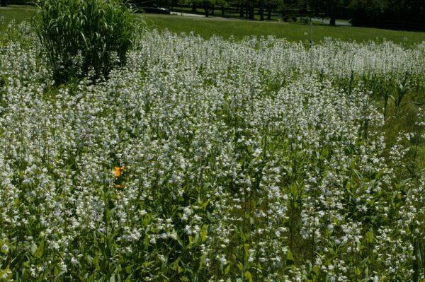 Foxglove Beardtongue