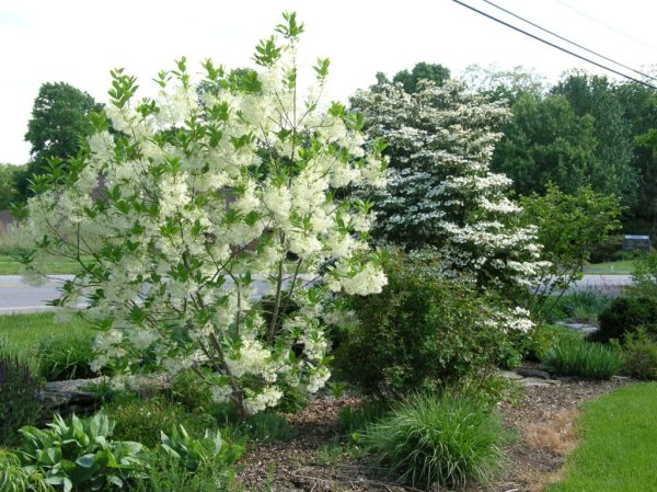 Fringetree