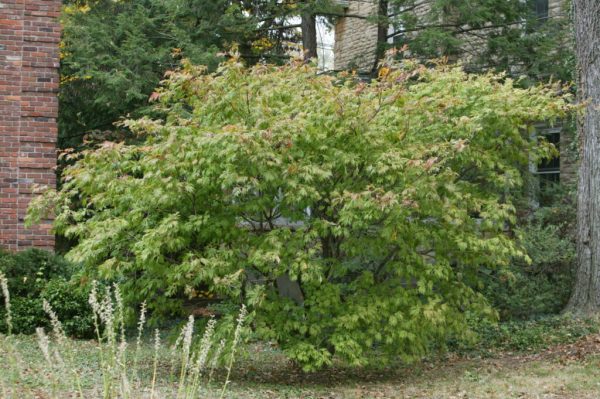 Full Moon Japanese Maple