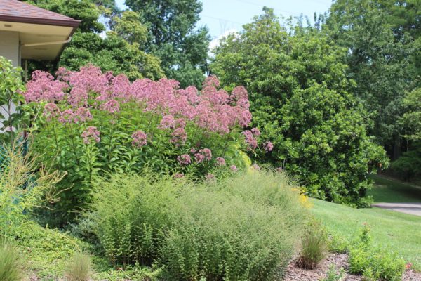 Gateway Joe Pye Weed