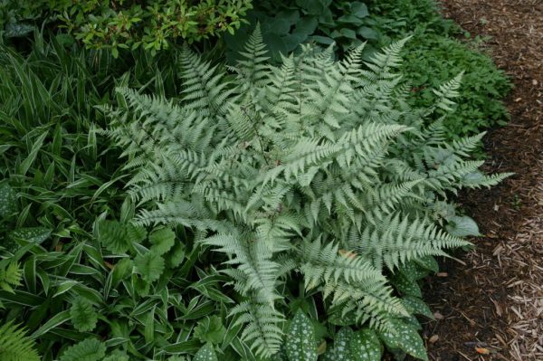 Ghost Japanese Painted Fern