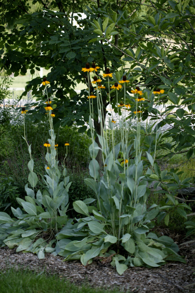 Giant Coneflower - Native Roots