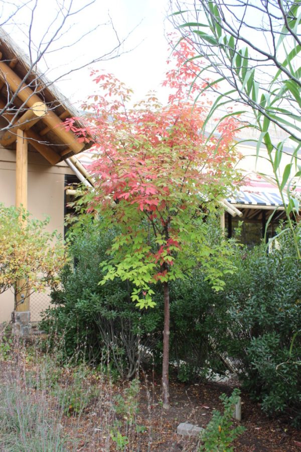 Gingerbread Paperbark Maple