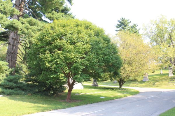 Girard’s Hybrid Paperbark Maple