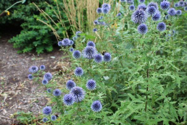 Globe Thistle
