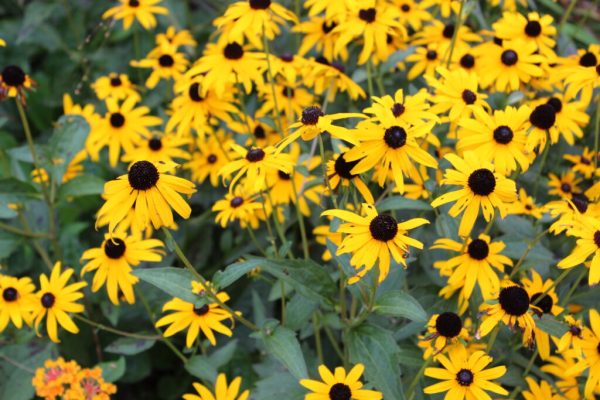 Goldsturm Black-eyed Susan