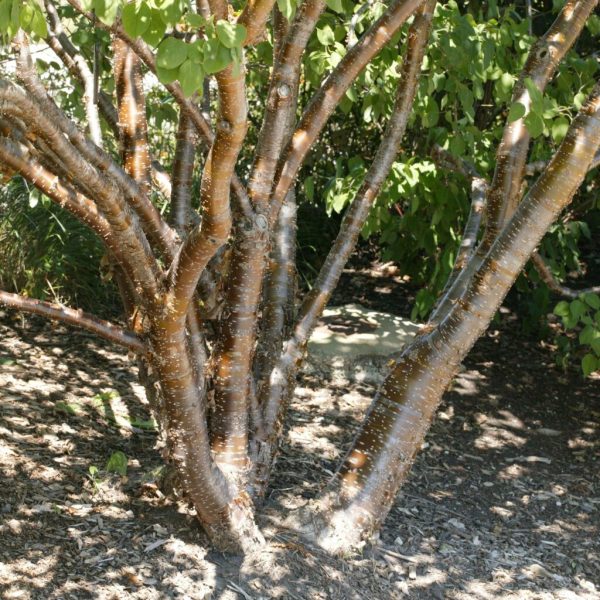 Great Wall Peking Lilac