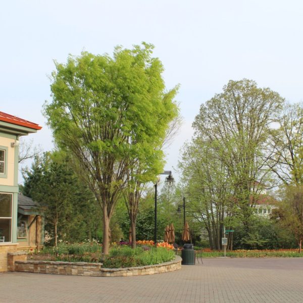 Green Vase Zelkova